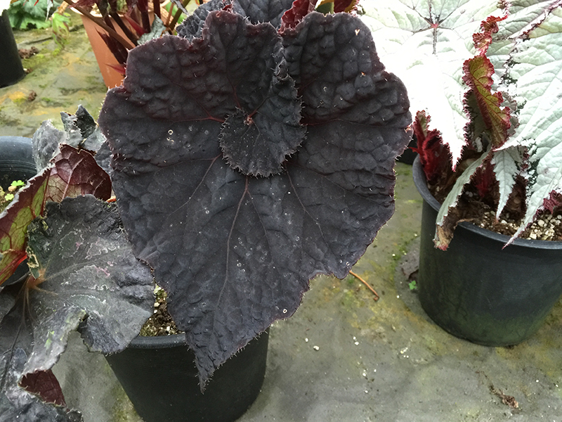 B. ‘Black Queen’